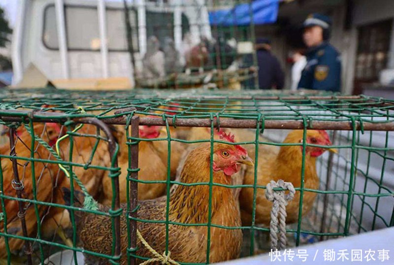 桐城家禽批发行业新动态:供应链优化推动市场繁荣
