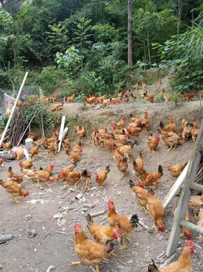 土鸡零售市场：传统与现代交织的新篇章
