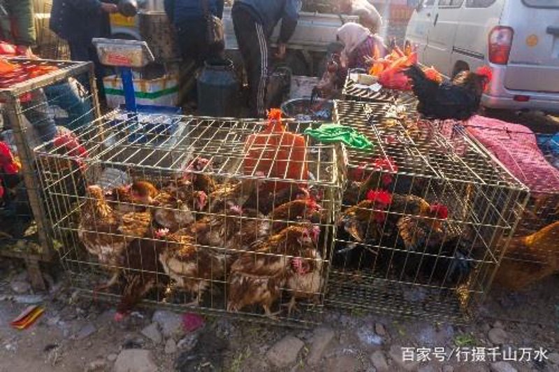 土鸡市场观察:零售业的新宠与挑战